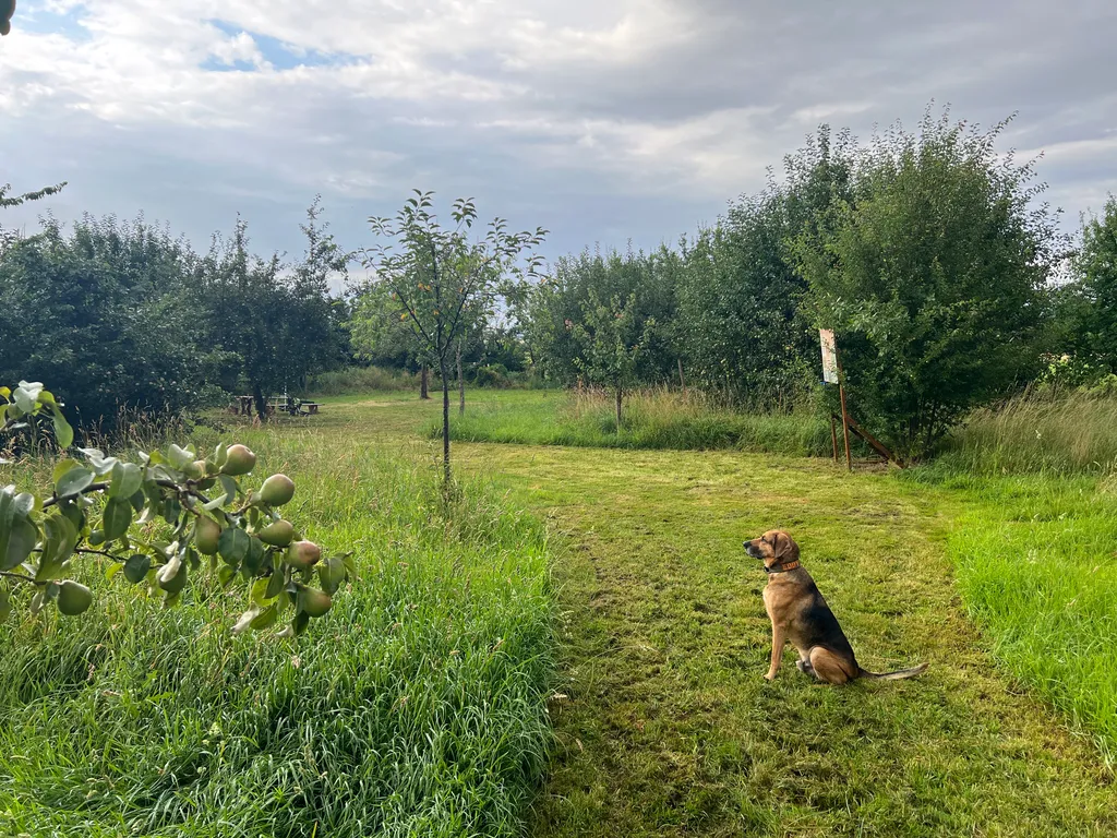 Biwakplatz & Zeltwiese🏕️