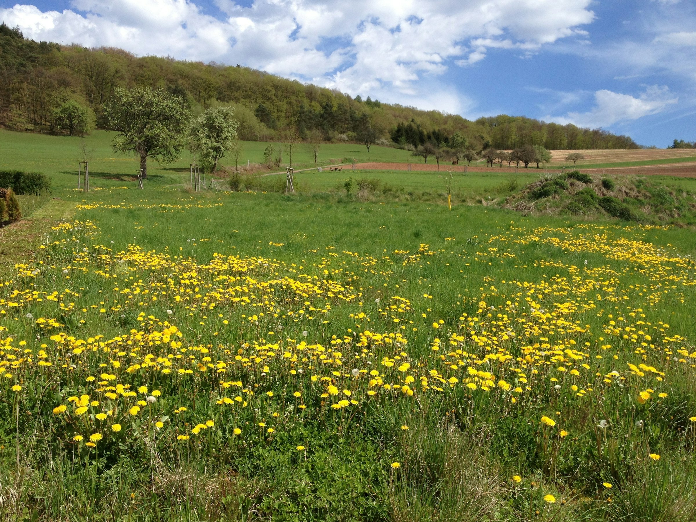 Wiesengrundstück im Remigiusland
