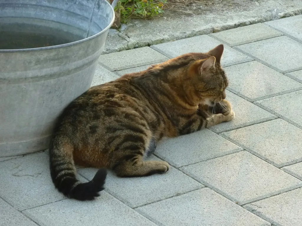 ...eine unserer Hofkatzen "Tiger"