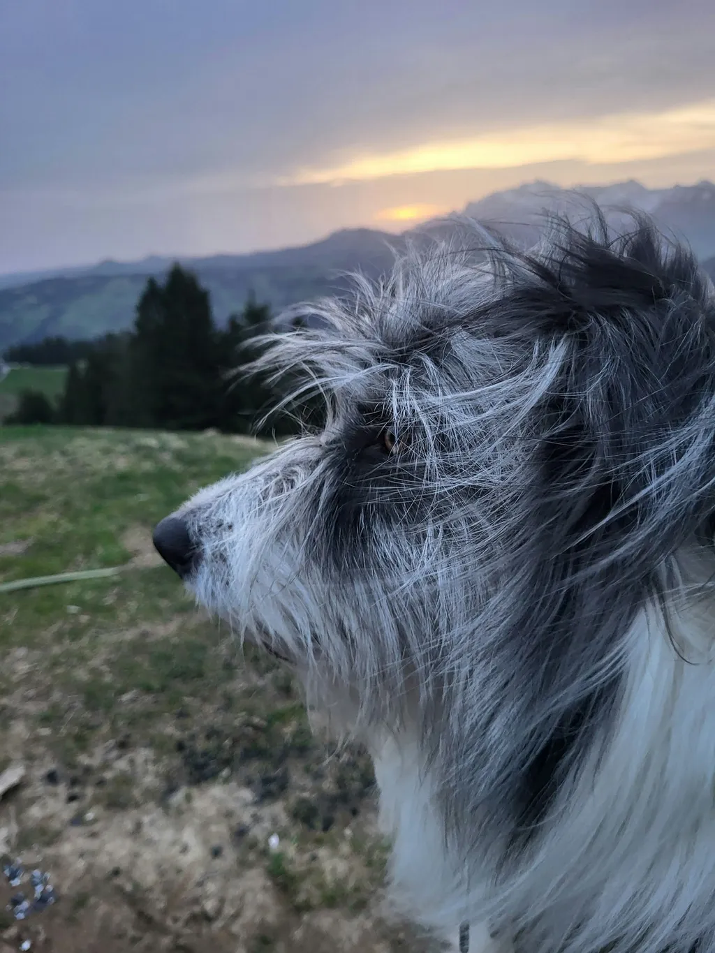 Photo de profil de Roman