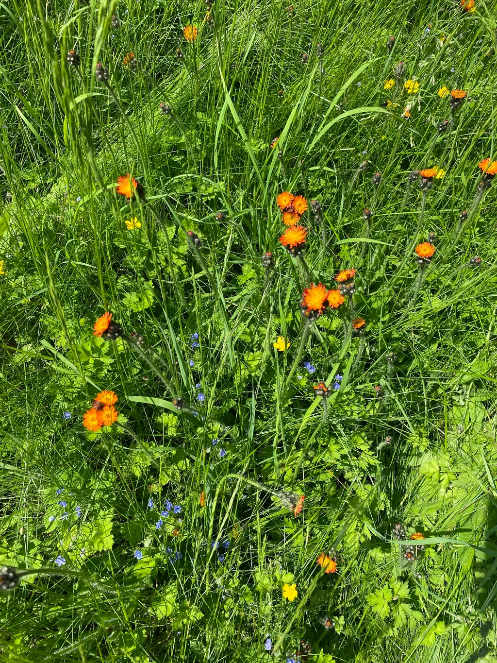Bienenwiese