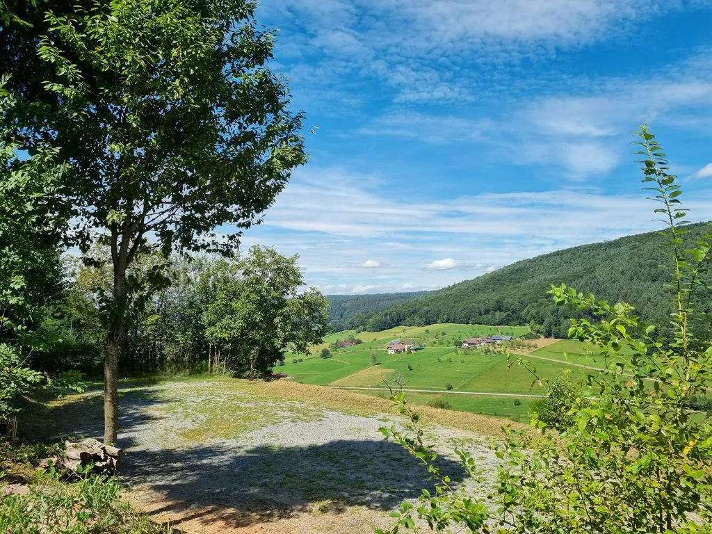 Schwarzwaldtannen mit Panoramablick