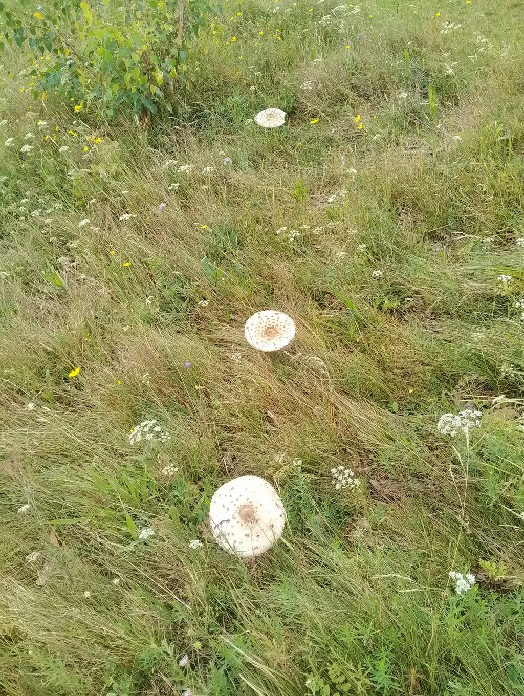 Bild von Sandro für den Spot 1305