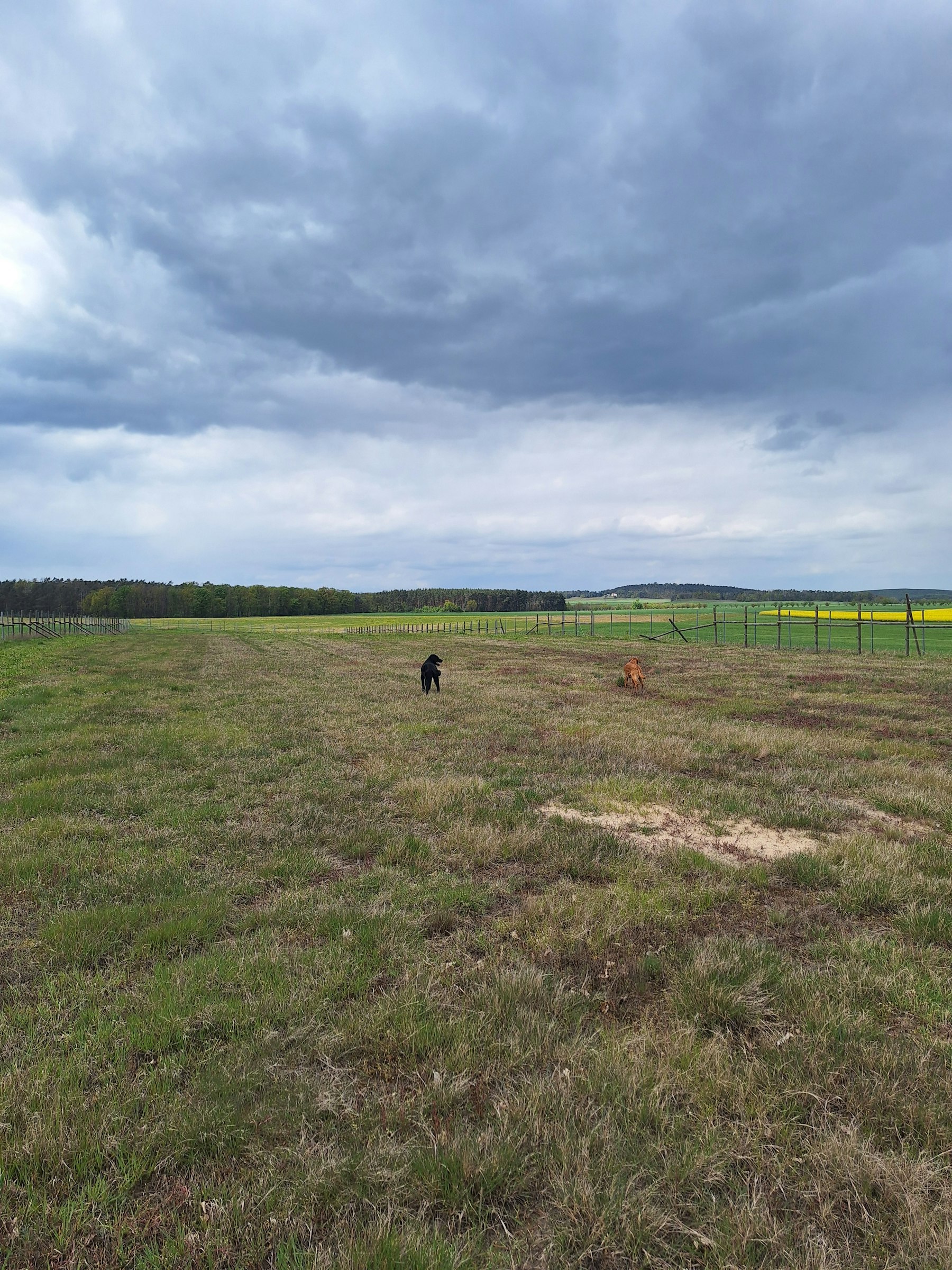 Abgelegene Ponywiese mit Sicht