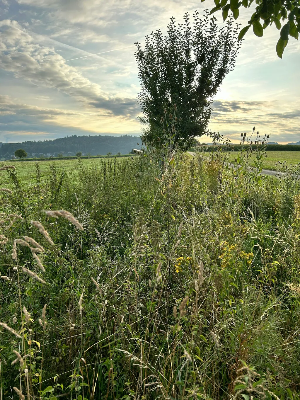 Stellplatz auf dem Bauernhof