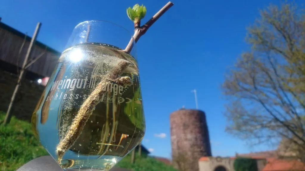 Blick zur Burg Schloss Saaleck vom Weinhäusle