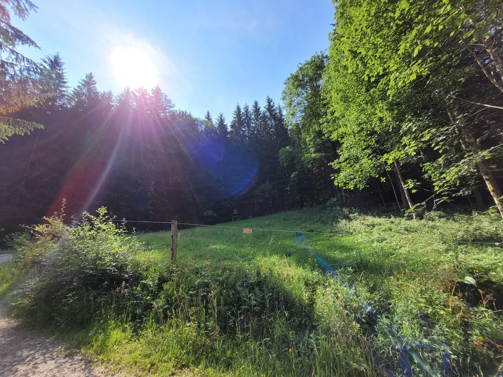Naturcampingplatz unter den Buchen