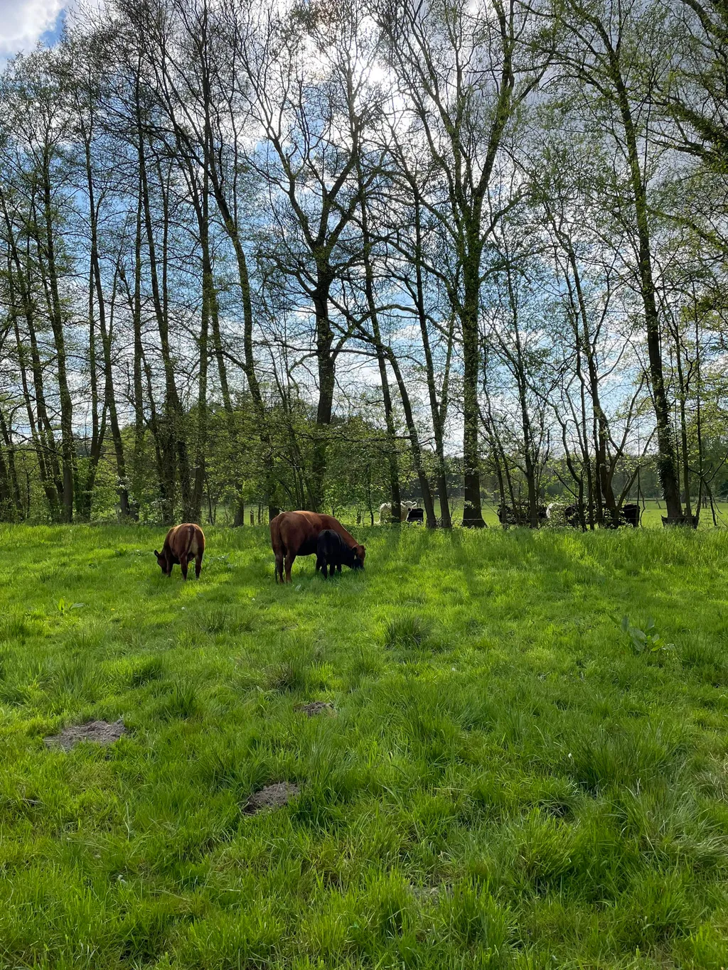 Sternenhimmel für Familien!