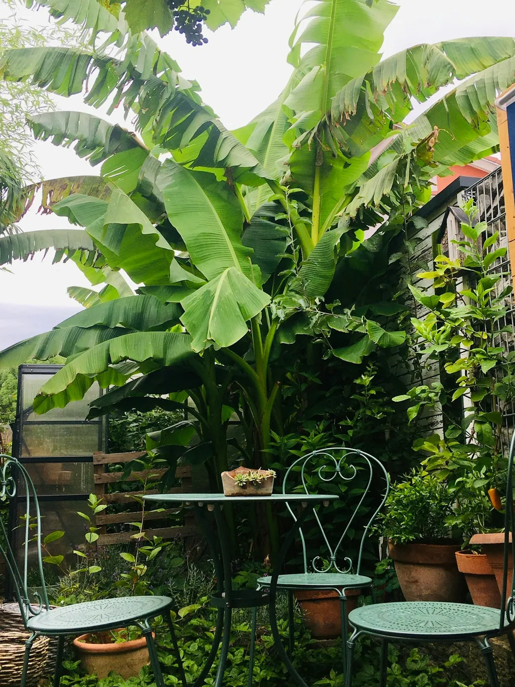 Mini Tiny Garden House Banana