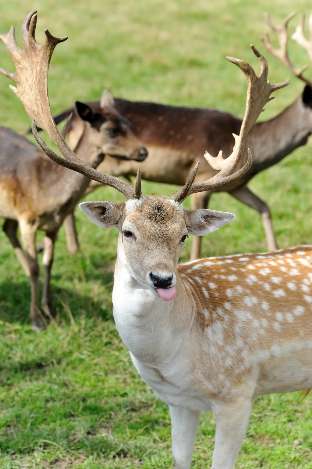 Stellplatz bei Gerling´s Restaurant