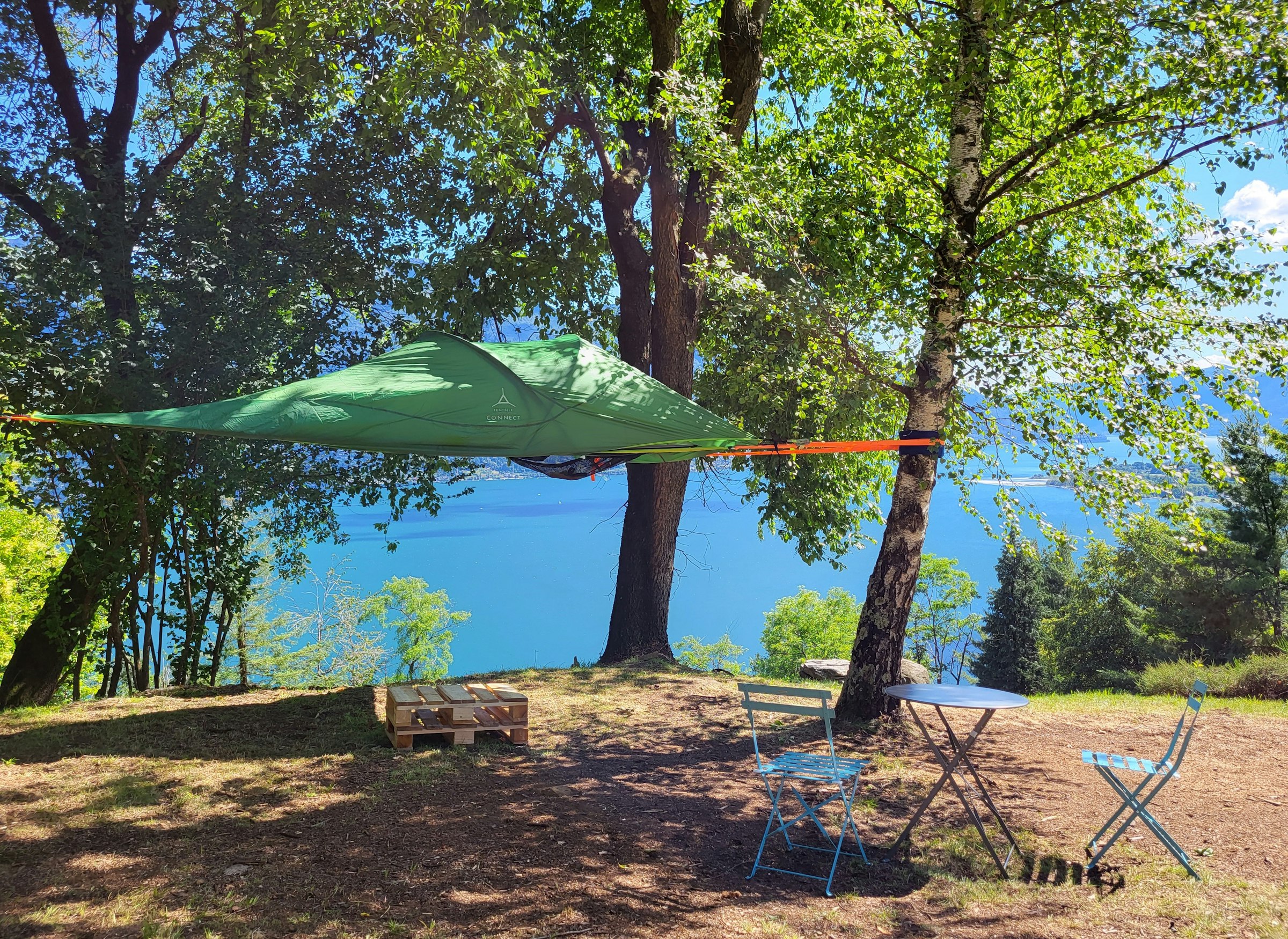 La Sorgente (castagno)