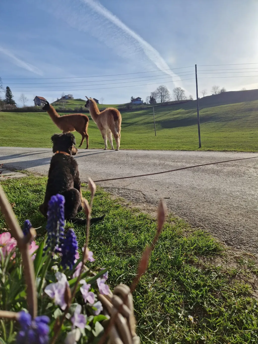 Camping mit Alpsteinsicht