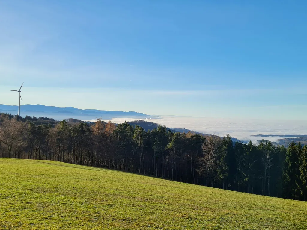 Natur pur - beim Kölble Hof -Birken