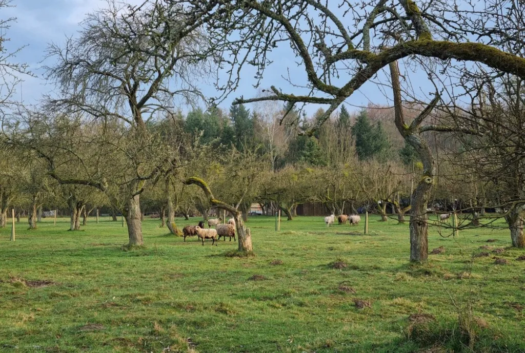 Apfelwiese mit Pferd und Schaf, waldnah und ruhig.