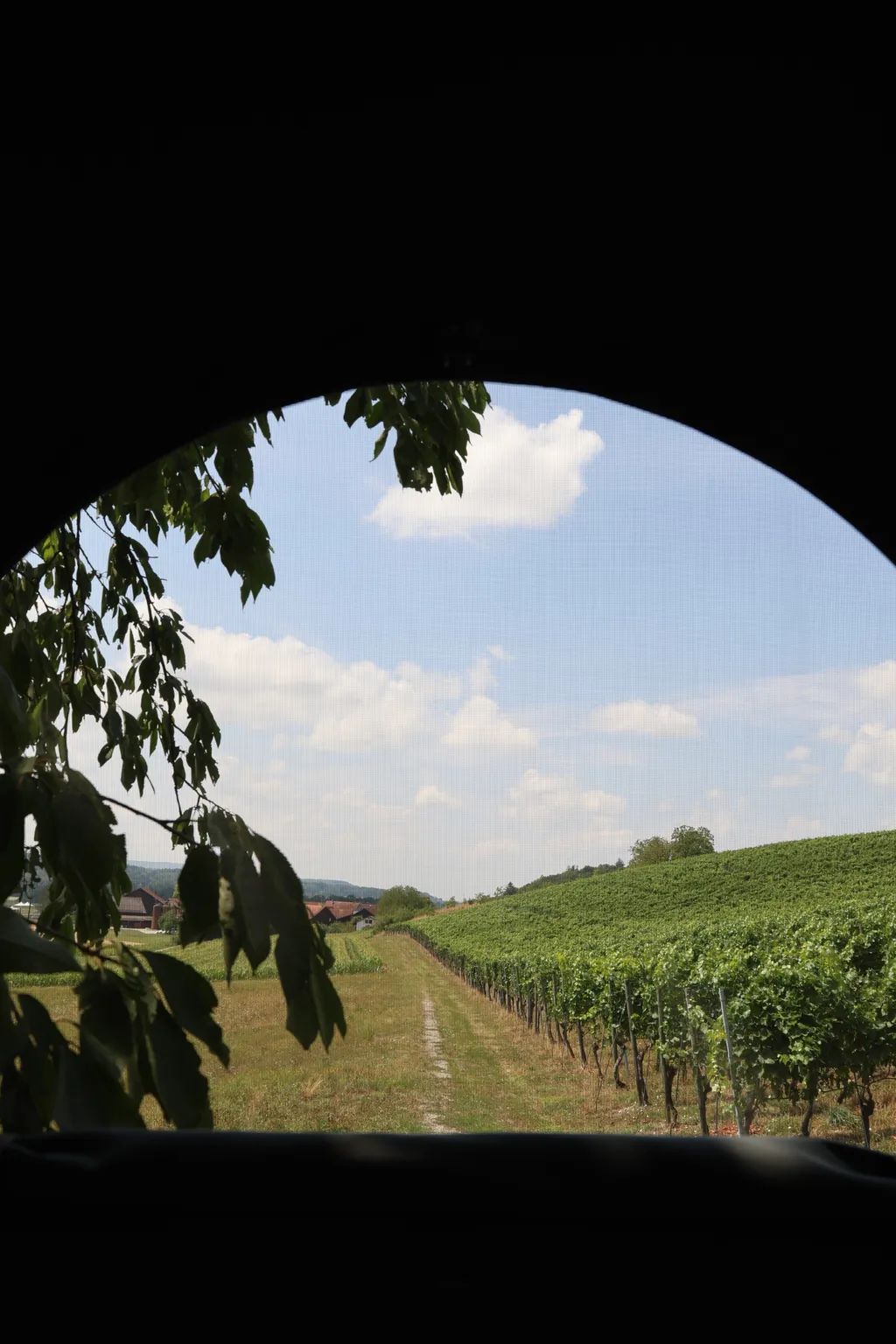 Besuch auf dem Weingut unter einem Kirschenbaum