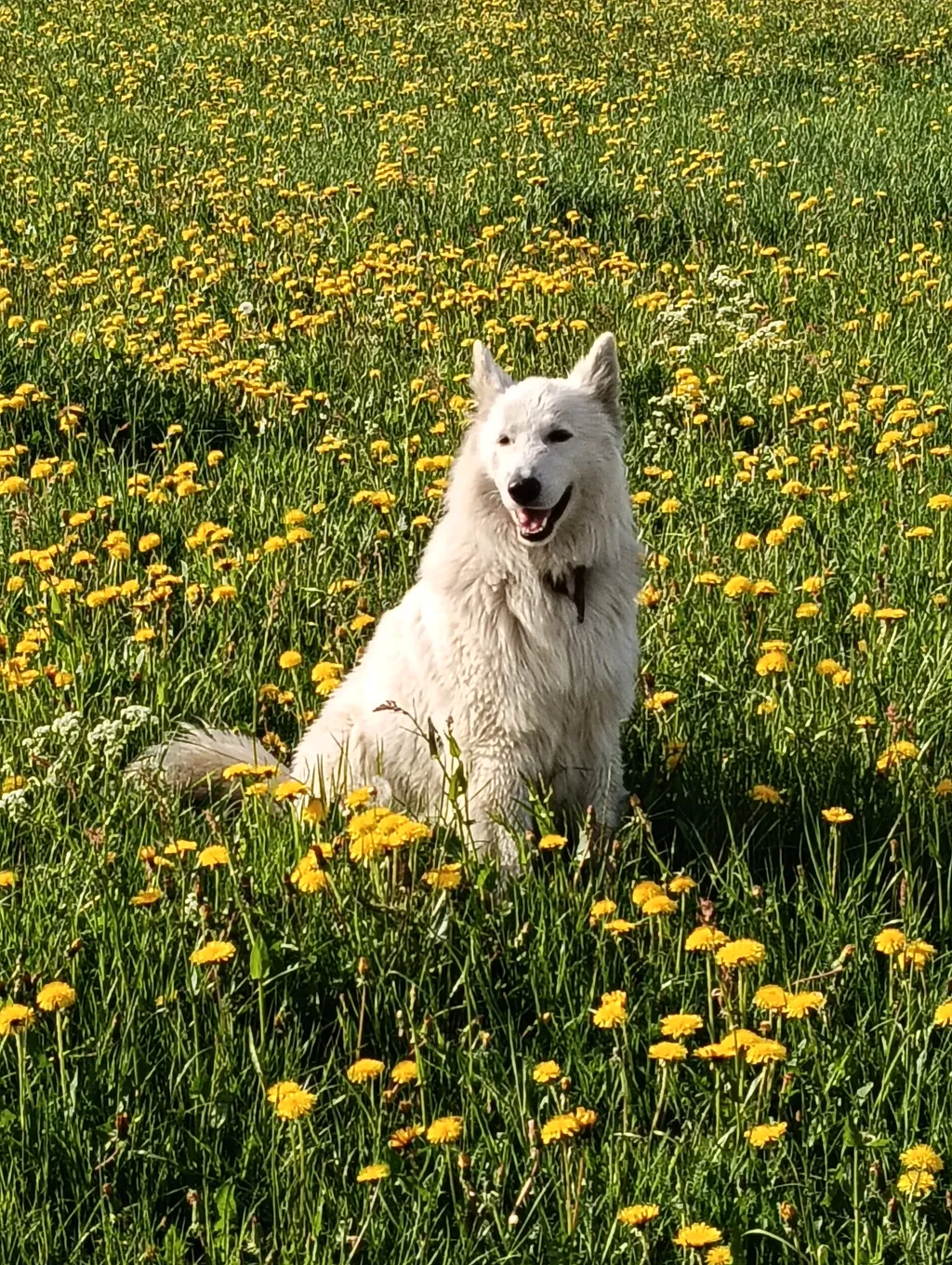 Wiesenstellplatz mit Aussicht