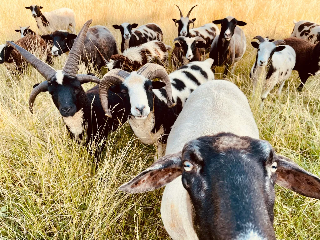 BerginselCamp - am Albtrauf