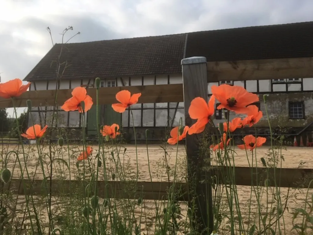 Zelten auf dem Pferdehof