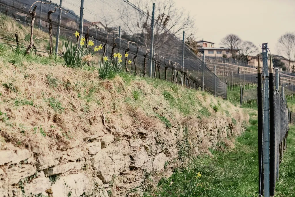 Campeggio in vigna