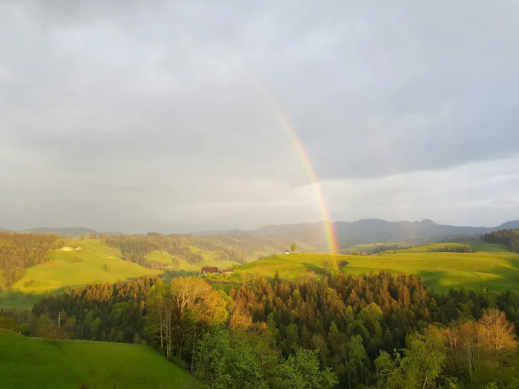 Mittler Gernet - Baumgarten