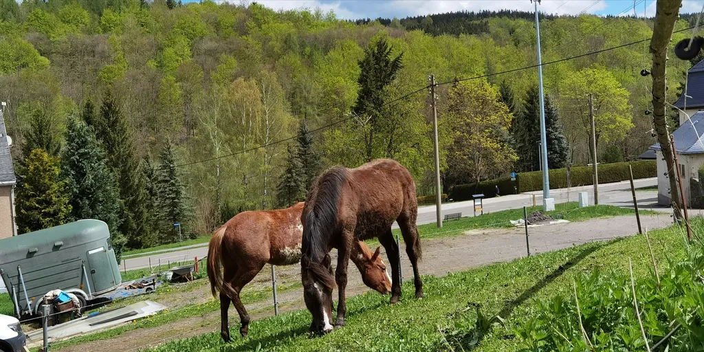 Bei den Pferden am Waldrand