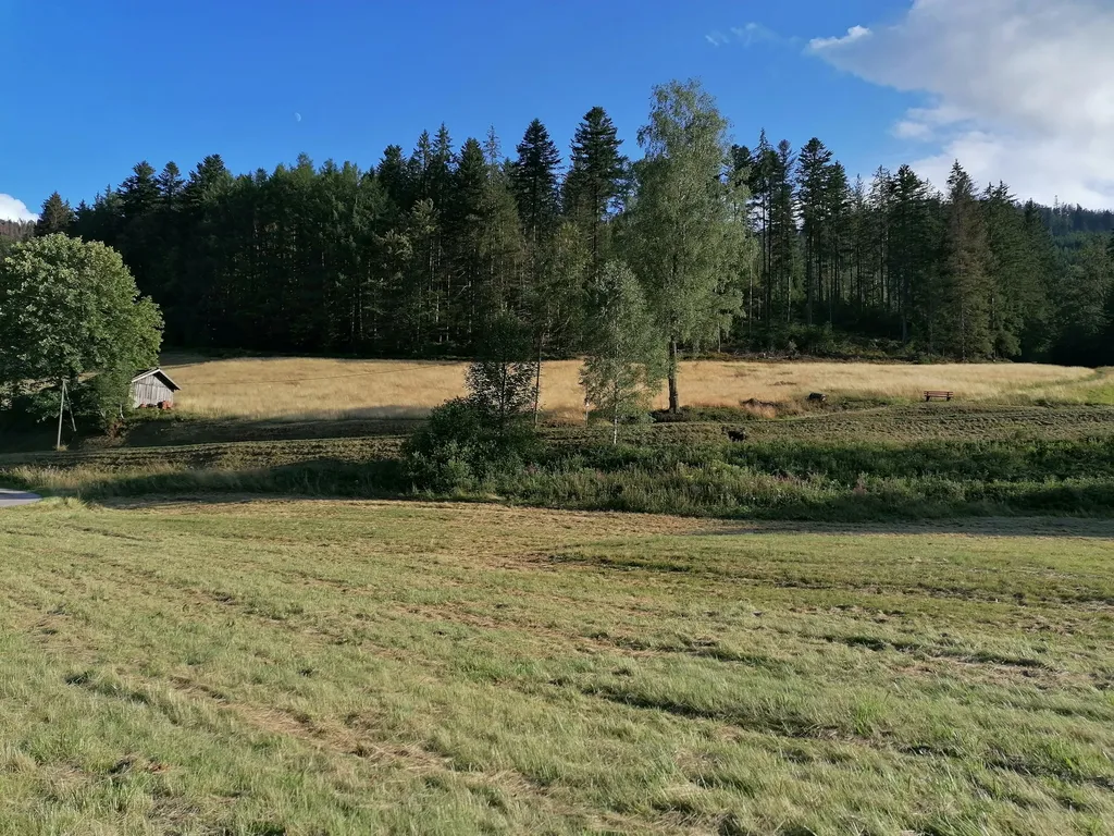 Wiese am Bach mitten im Nationalpark Schwarzwald