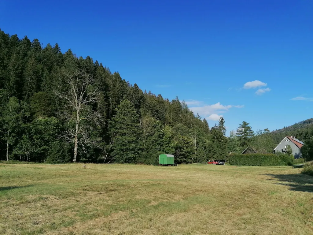 Wiese am Bach mitten im Nationalpark Schwarzwald