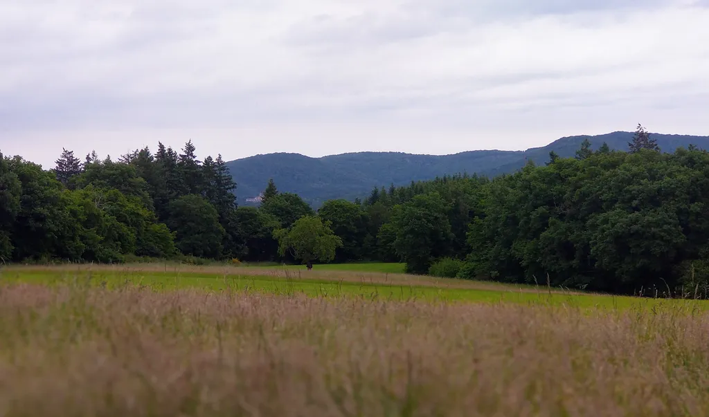 Verwilderter Obstgarten im Frau-Holle-Land