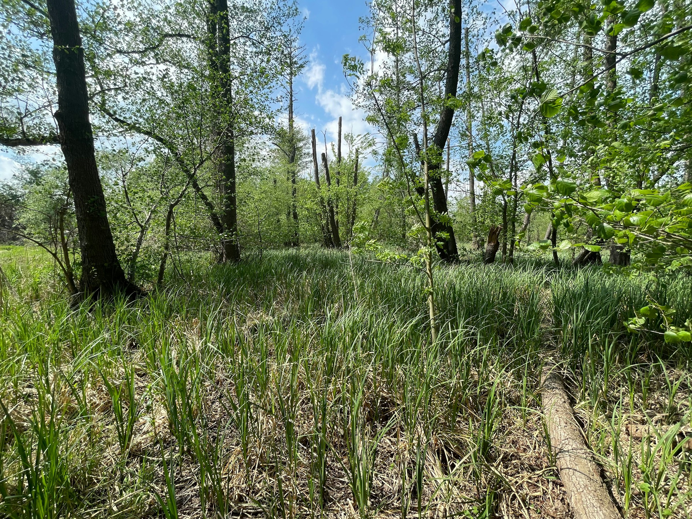 Naturnah am Jubelitzsee