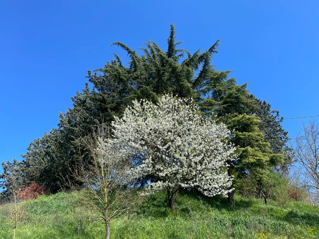 Der Kirschbaum untem am Platz