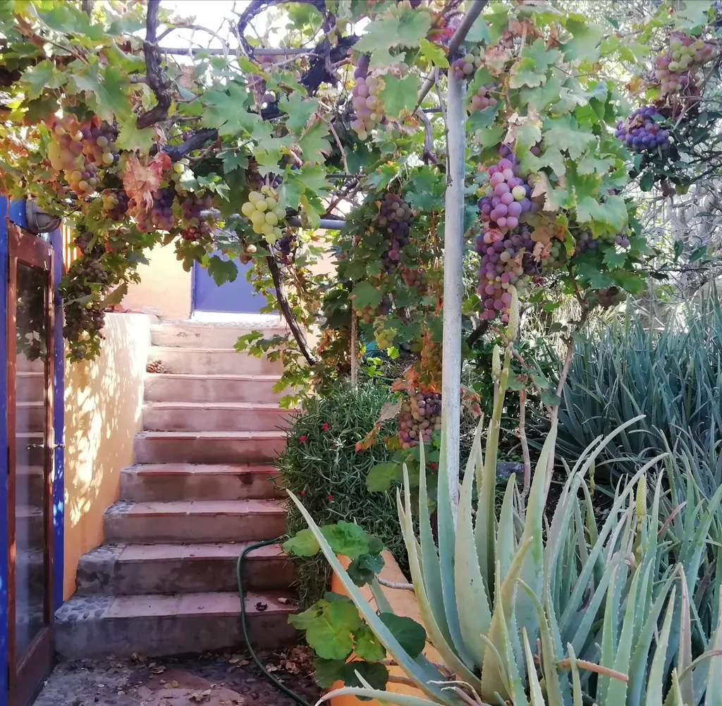 Garten Casa Dhana Gran Canaria