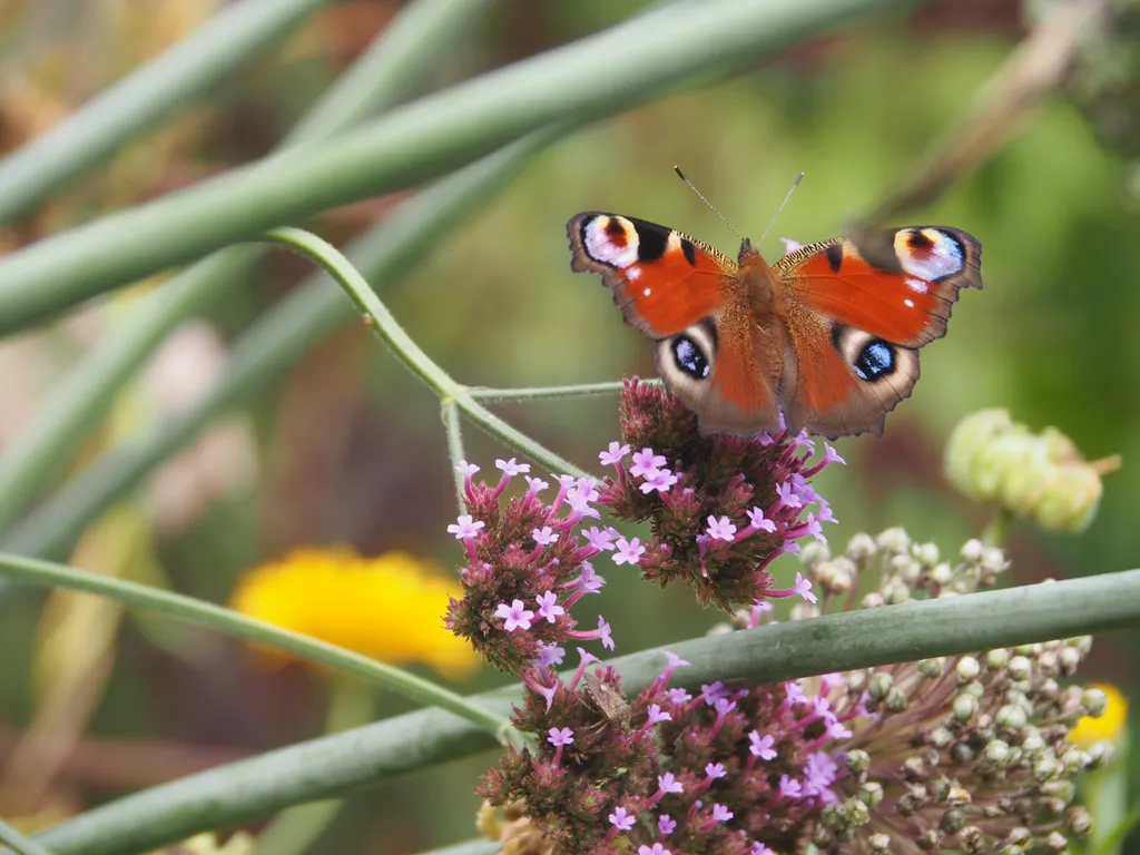 Gartenfreude beim Bergbauer