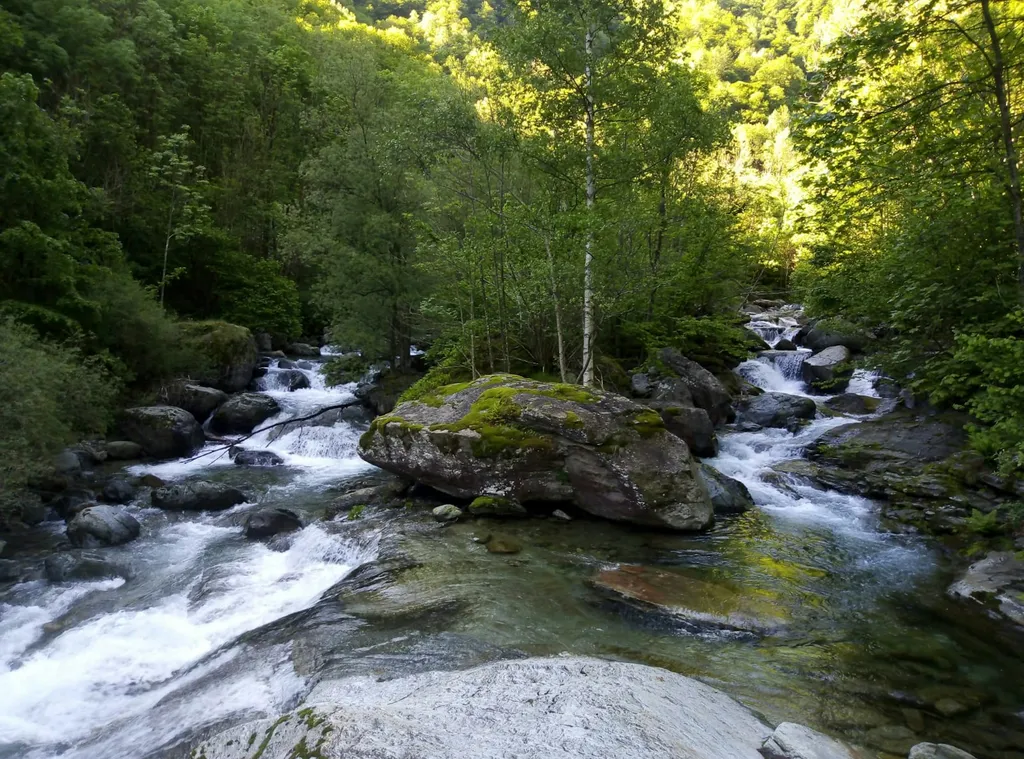 Camp in mezzo al bosco