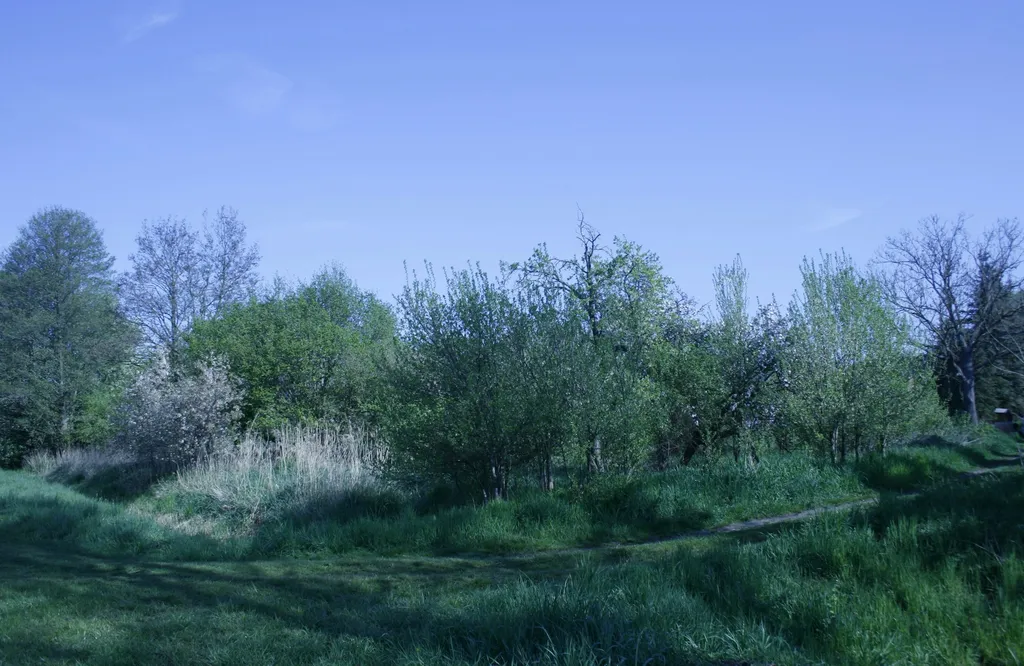 Aufwachen an der Obstwiese