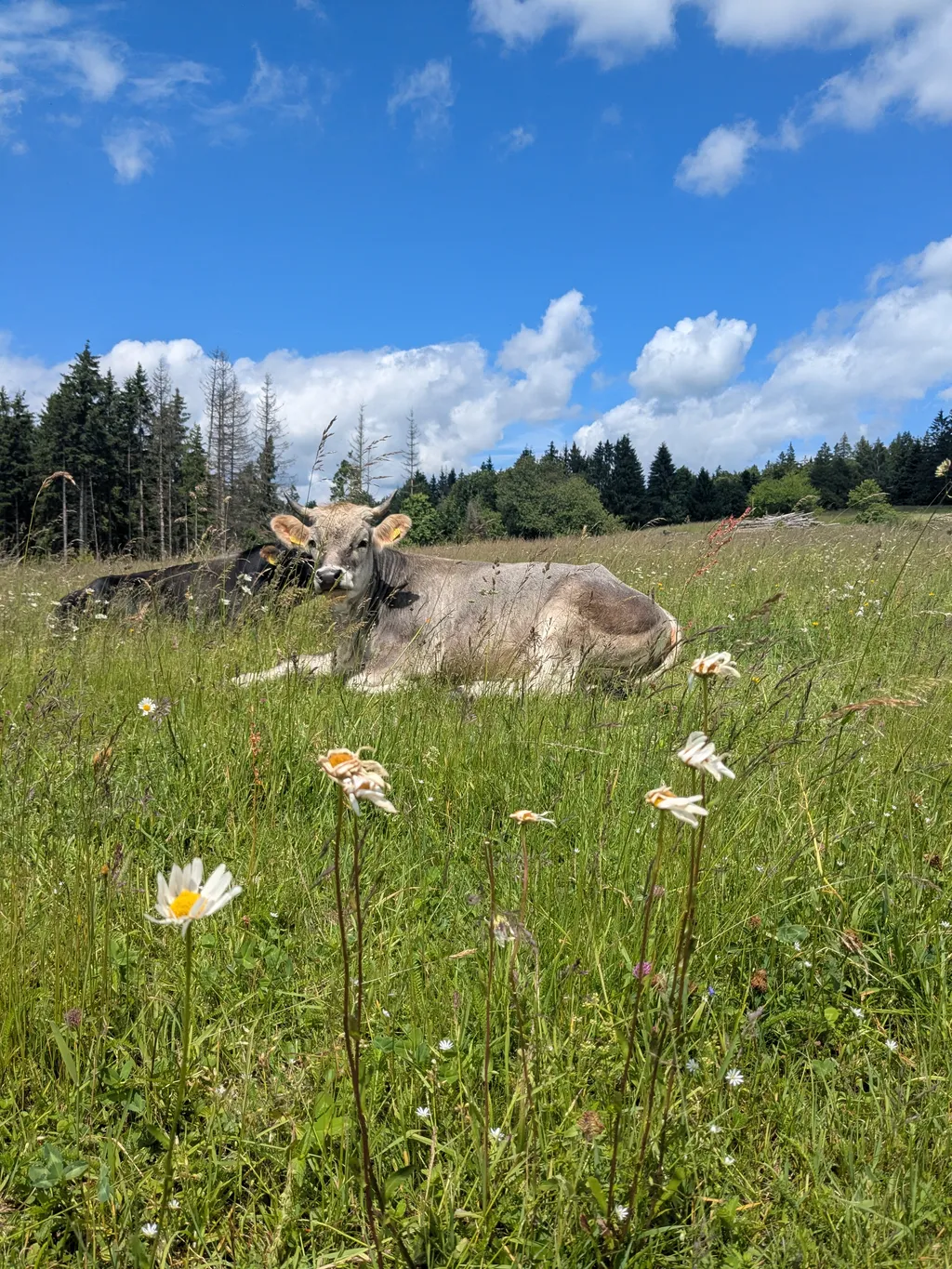 Zwei Kilometer entfernt auf unserer Alm