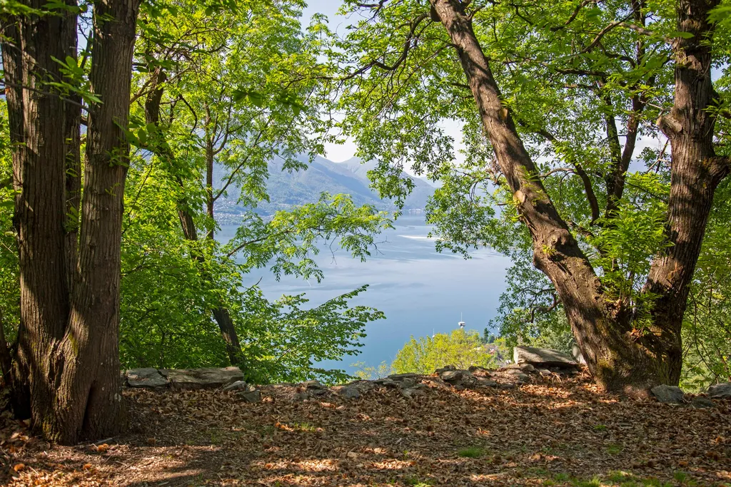 La Sorgente (camelia)