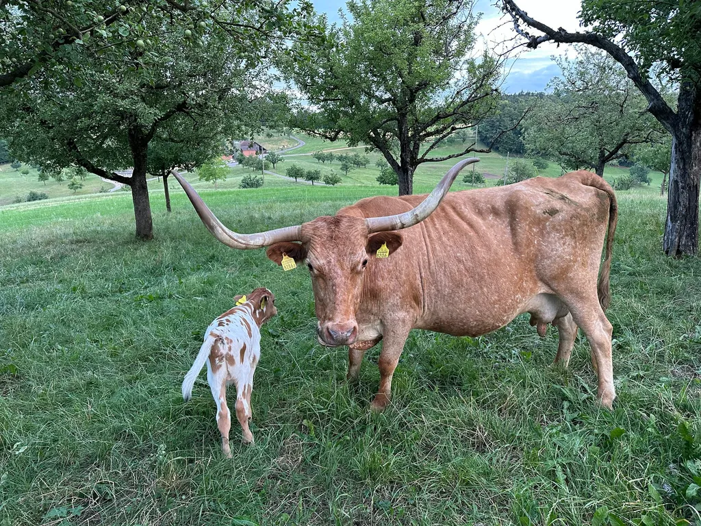 Camping auf der TexasLonghorn Ranch