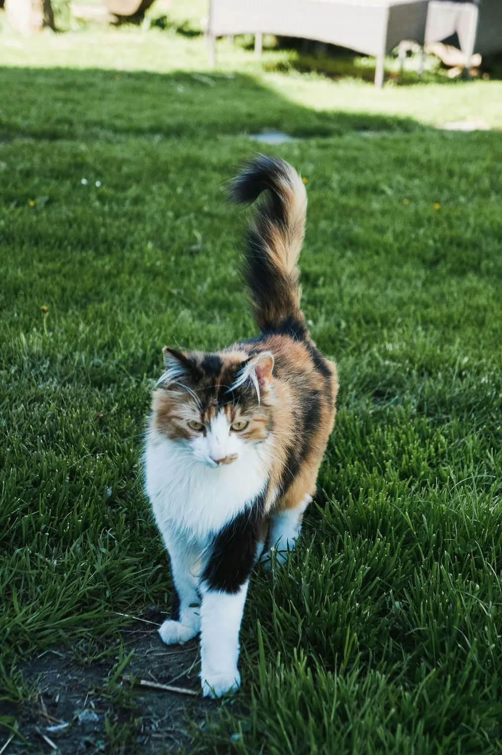 Bei den wilden Heidelbeeren