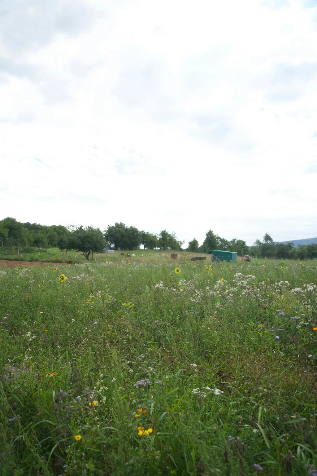 Obstgarten, Wiese Licht/Schatten