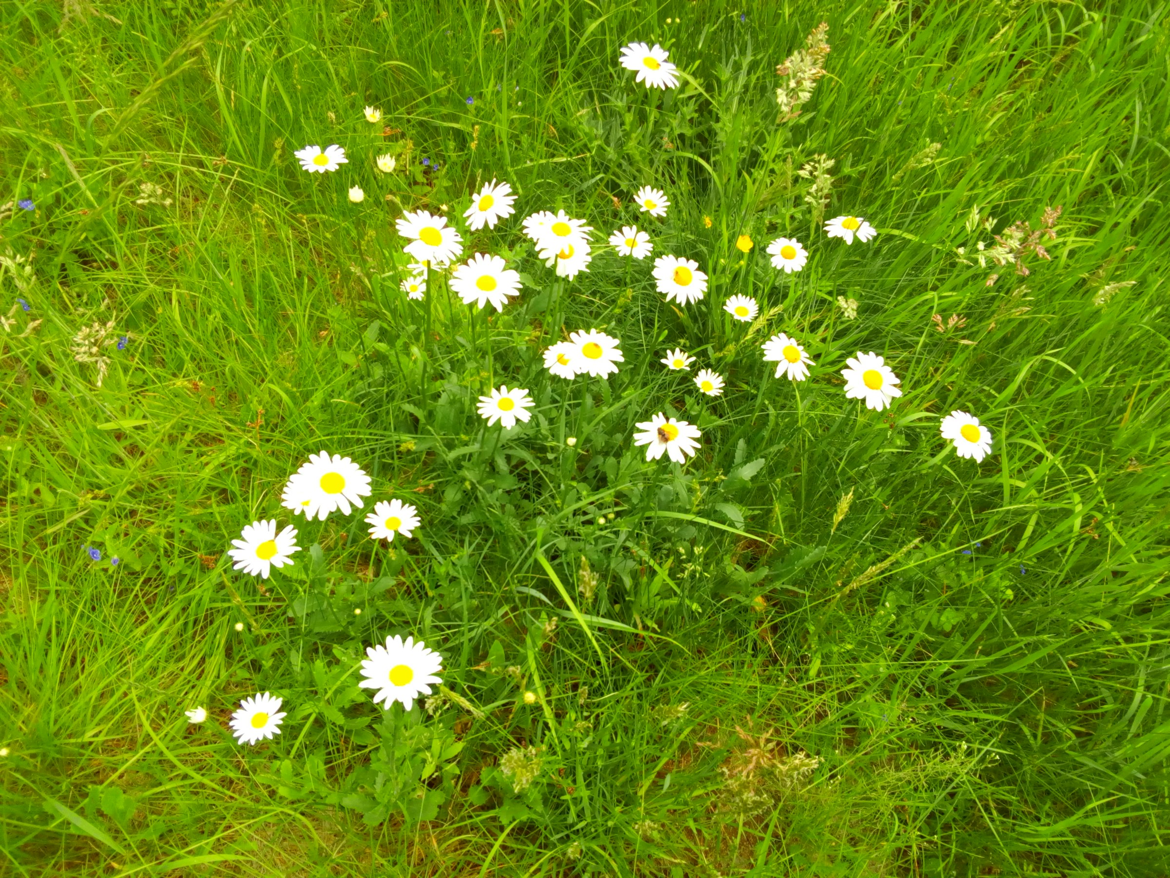 Hütte auf Wiesengrundstück im Wald