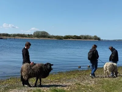 Badestelle am Strelasund