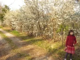 Ferme fruitière dans la forêt landaise