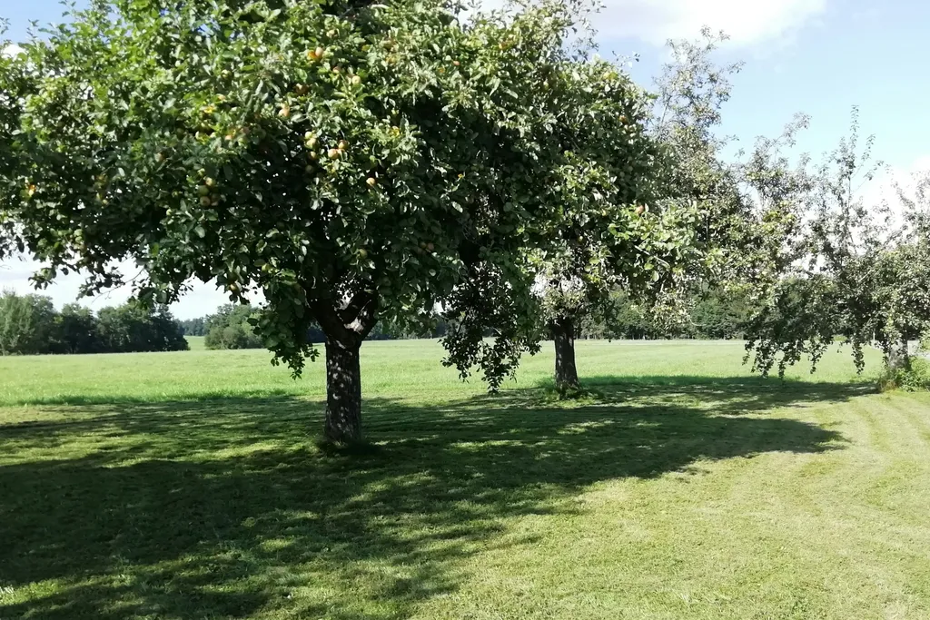 Camping mitten auf der Obstwiese