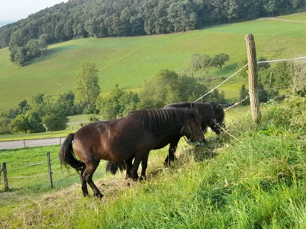 Campen beim Martibur