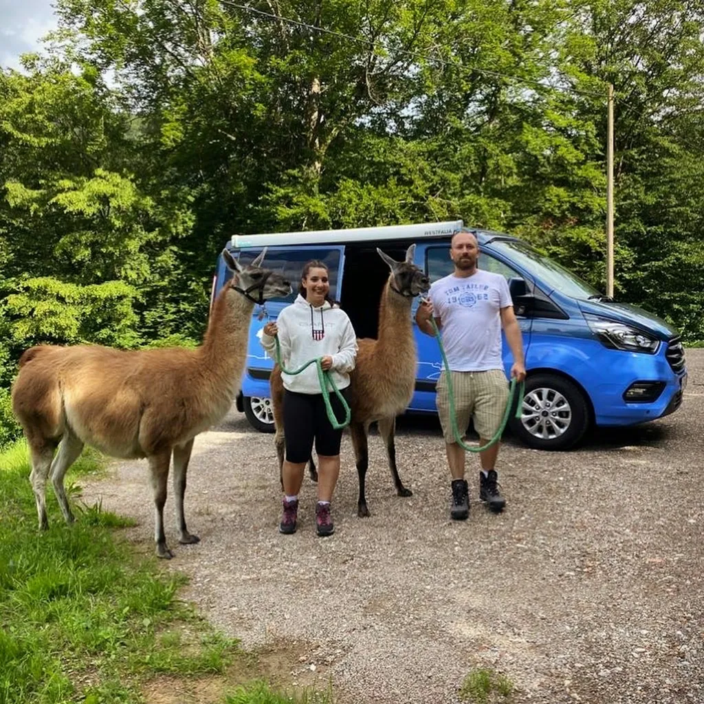 Camp - Schauinsland Lamas