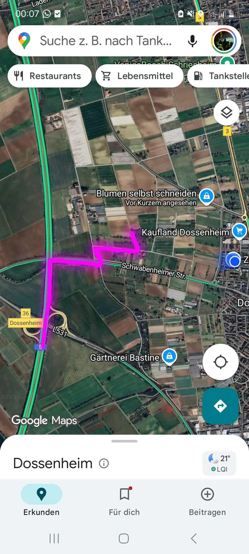 Sunset unterm größten Nussbaum