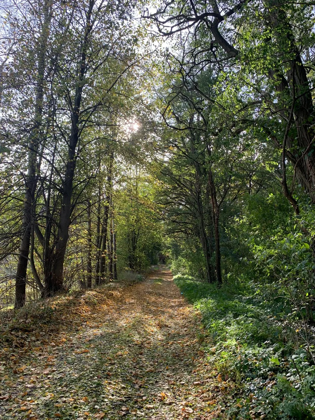 Der Nahe gelegene Wald, welcher zu Spaziergängen einlädt.