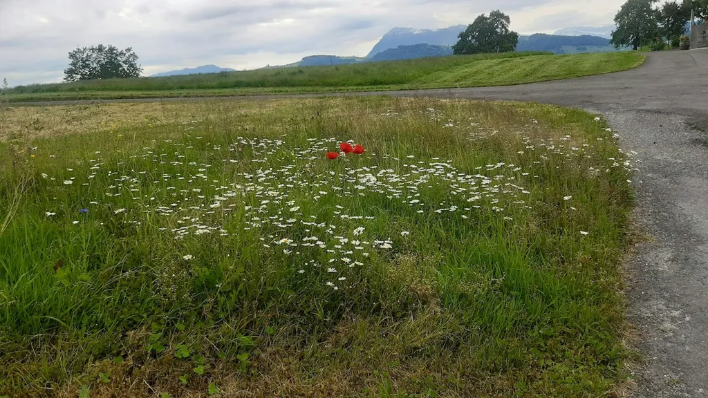 Alp-Panorama / Beim alten Stall