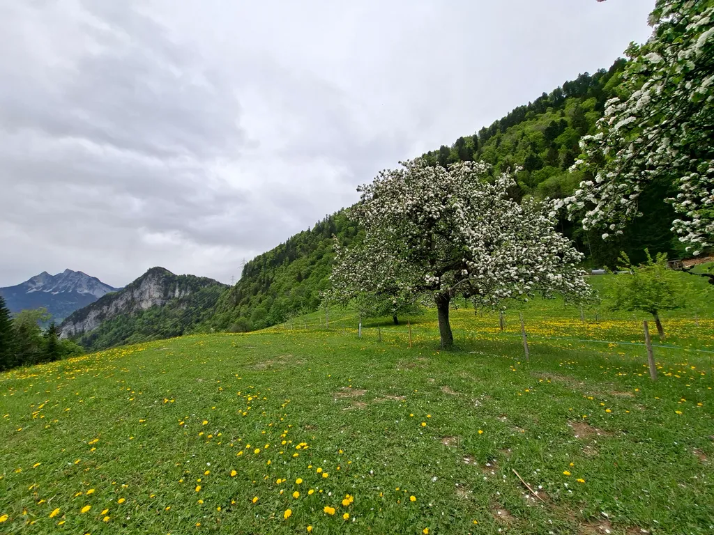 Bauernhof Camping über dem Lauerzersee