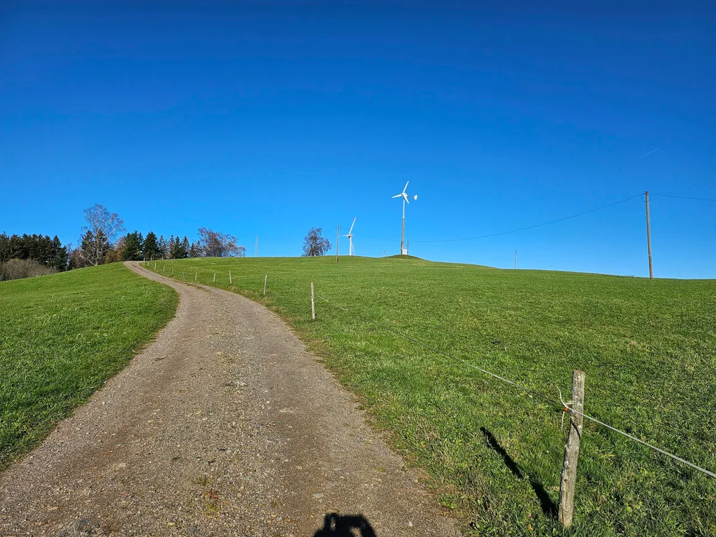Natur pur - beim Kölble Hof -Birken